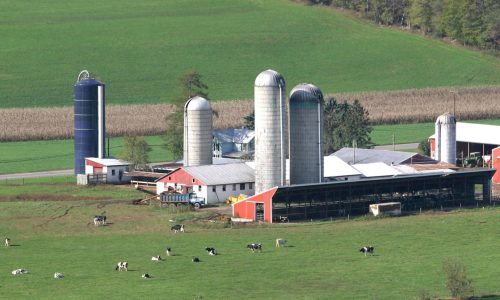 DairyFarmweb
