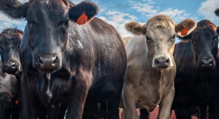 Animal Incinerators & Cremators: What You Need to Know