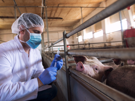Pig Vet Injection – Copy (4)